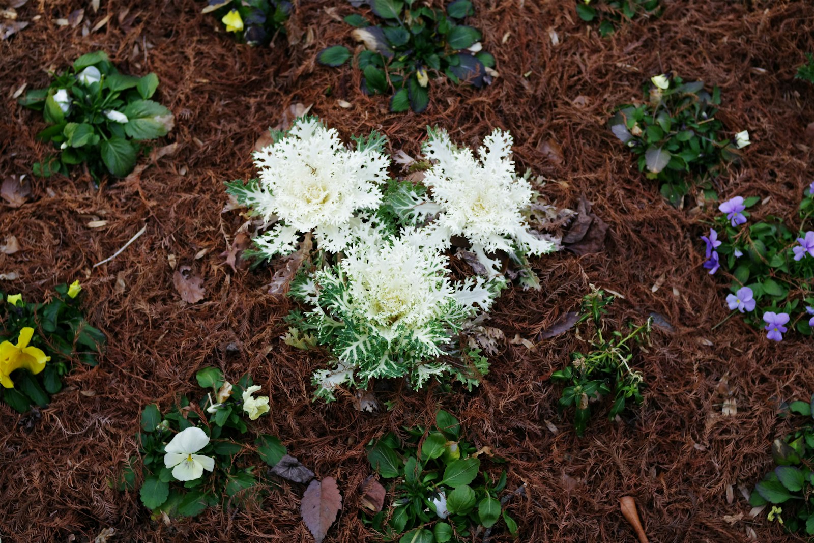 Front-yard flower bed mulched in dark hardwood with hostas and seasonal annuals — fresh-installed depth.